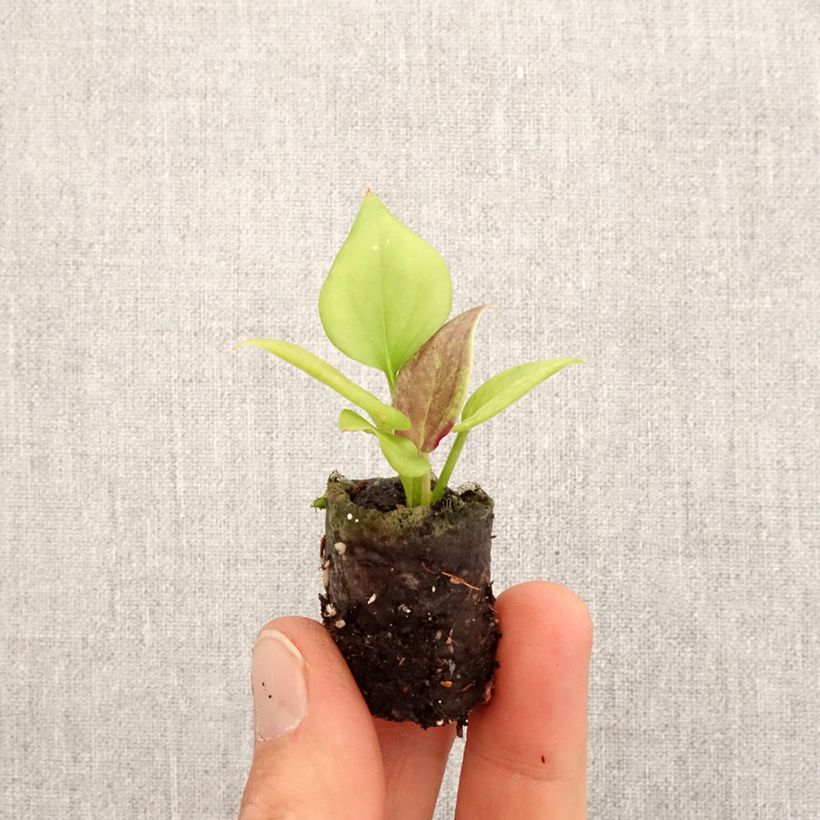 Anthurium jenmanii Gold - Mini-motte Ø 3/4 cm esemplare consegnato in primavera
