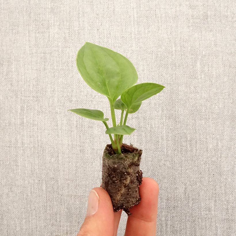 Anthurium jenmanii Green Jady - Mini-motte Ø 3/4 cm esemplare consegnato in primavera
