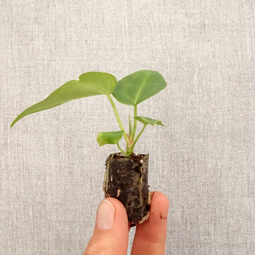 Anthurium magnificum - Mini-motte Ø 3/4 cm esemplare consegnato in primavera