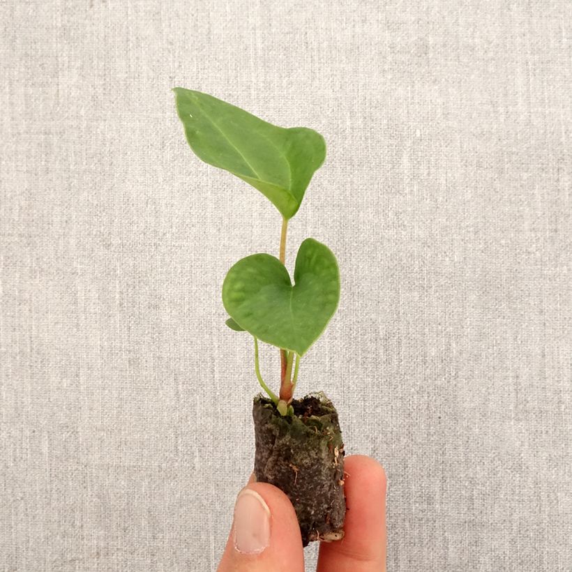 Anthurium magnificum x Dark Phoenix - Mini-motte Ø 3/4 cm esemplare consegnato in primavera