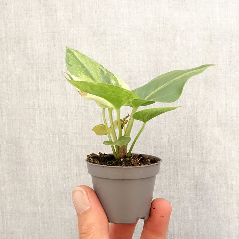 Anthurium Renaissance Variegata - Motte 5 cm x 7 cm esemplare consegnato in primavera