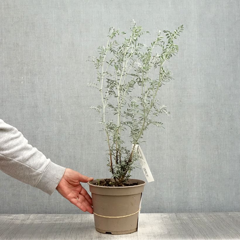 Esemplare di Anthyllis barba-jovis - Barba di Giove Vaso da 4L/5L come consegnato in autunno