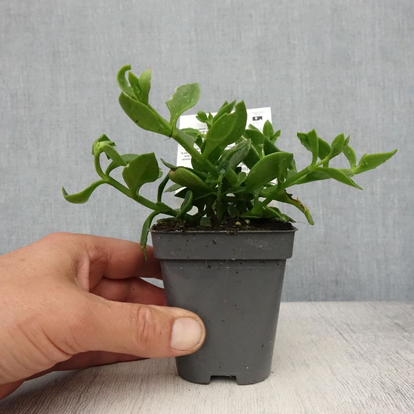 Aptenia cordifolia Vasetto da 8/9 cm esemplare consegnato in primavera