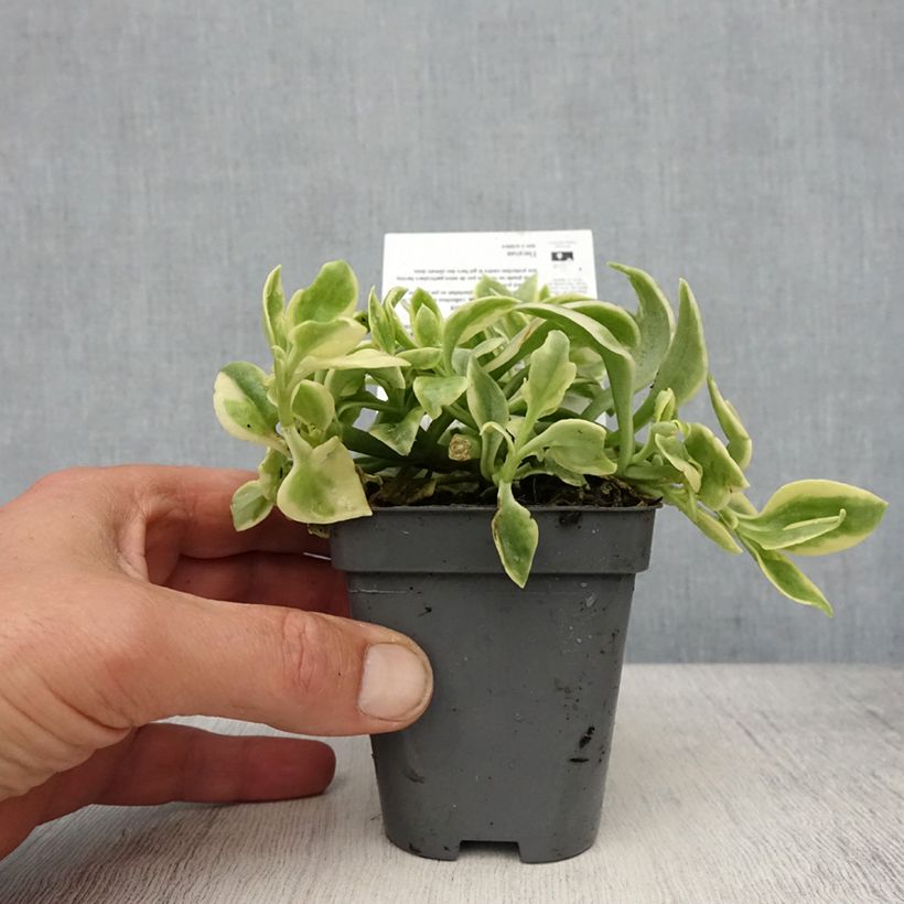 Aptenia cordifolia Variegata Vasetto da 8/9 cm esemplare consegnato in primavera