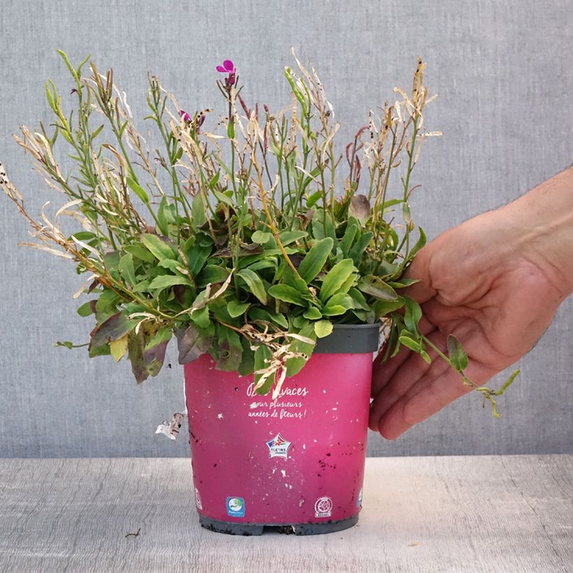 Esemplare di Arabis blepharophylla Vaso da 2L/3L consegnato in estate