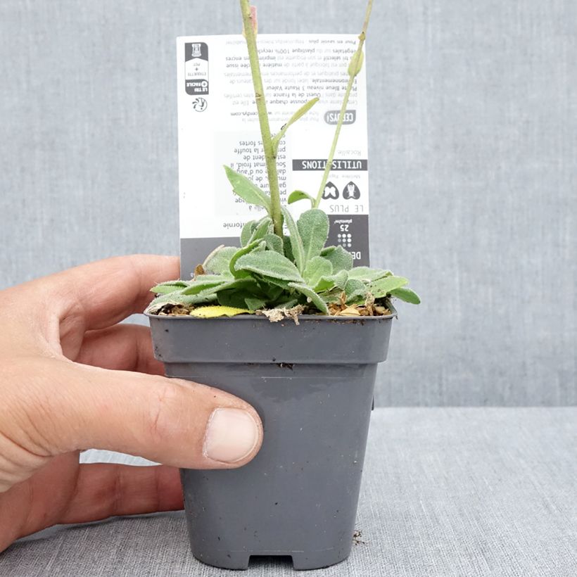 Esemplare di Arabis blepharophylla Rose Delight Vasetto da 7/8 cm consegnato in estate