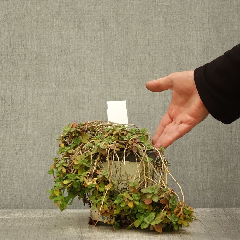 Esemplare di Arabis caucasica Alabaster Vaso da 2L/3L come consegnato in autunno