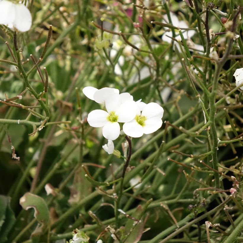 Arabis caucasica Alabaster (Fioritura)