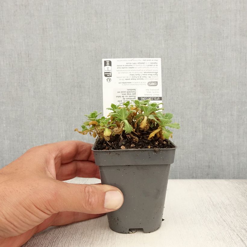 Esemplare di Arabis caucasica Snowball Vasetto da 8/9 cm consegnato in estate