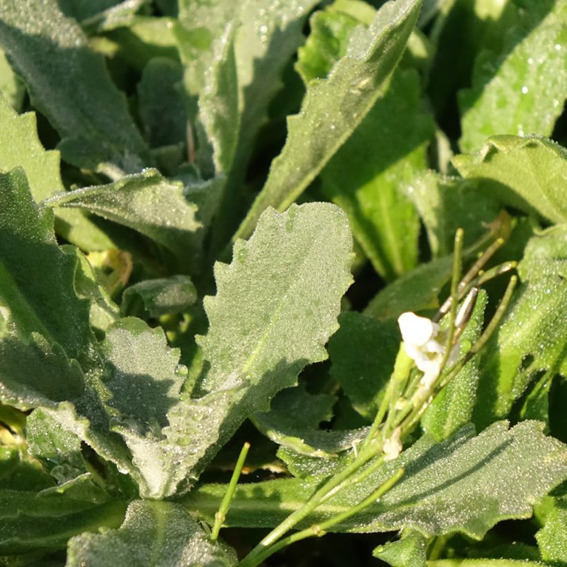 Arabis caucasica Snowcap (Fogliame)