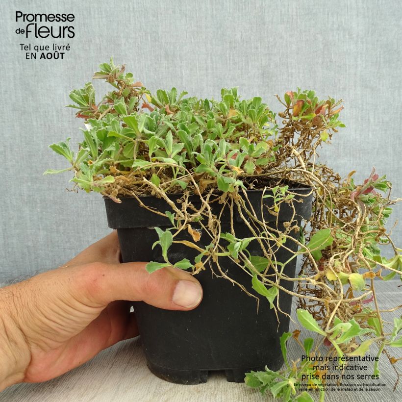 Esemplare di Arabis caucasica Snowcap Vaso da 2L/3L consegnato in estate