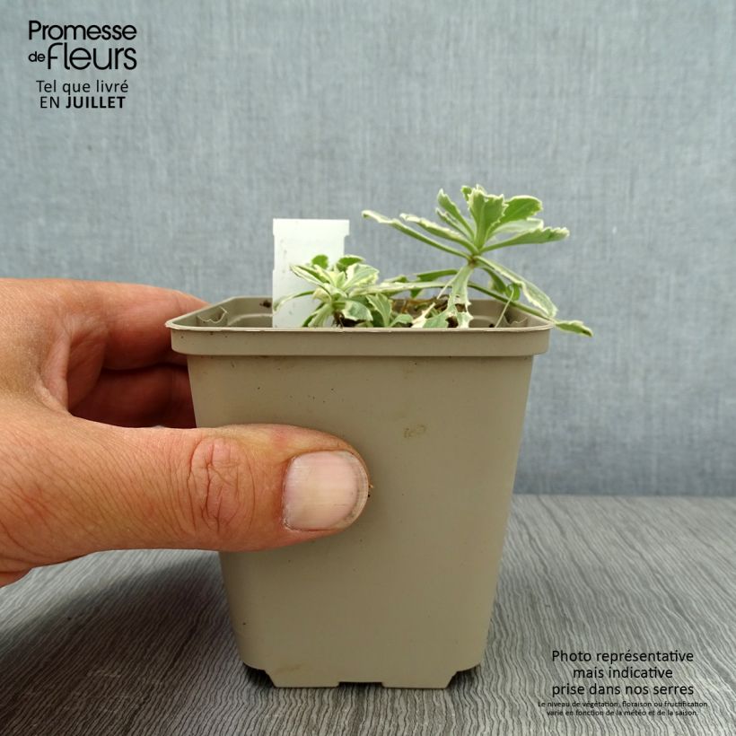 Esemplare di Arabis caucasica Variegata Vasetto da 8/9 cm consegnato in estate