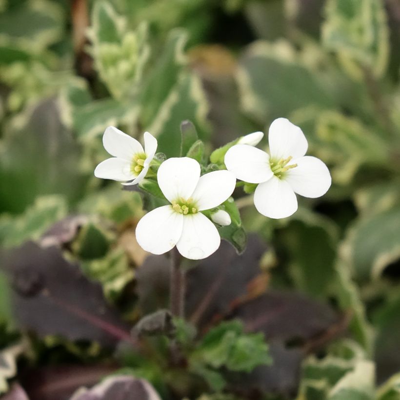 Arabis caucasica Variegata (Fioritura)