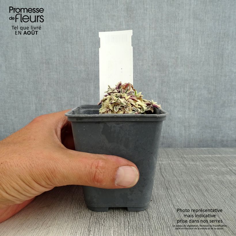 Esemplare di Arabis ferdinandi-coburgii Vasetto da 8/9 cm consegnato in estate