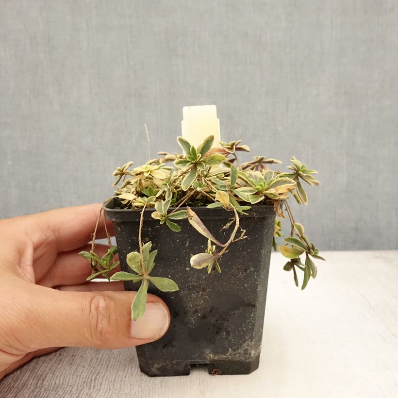 Esemplare di Arabis ferdinandi-coburgii Old Gold Vasetto da 8/9 cm consegnato in estate