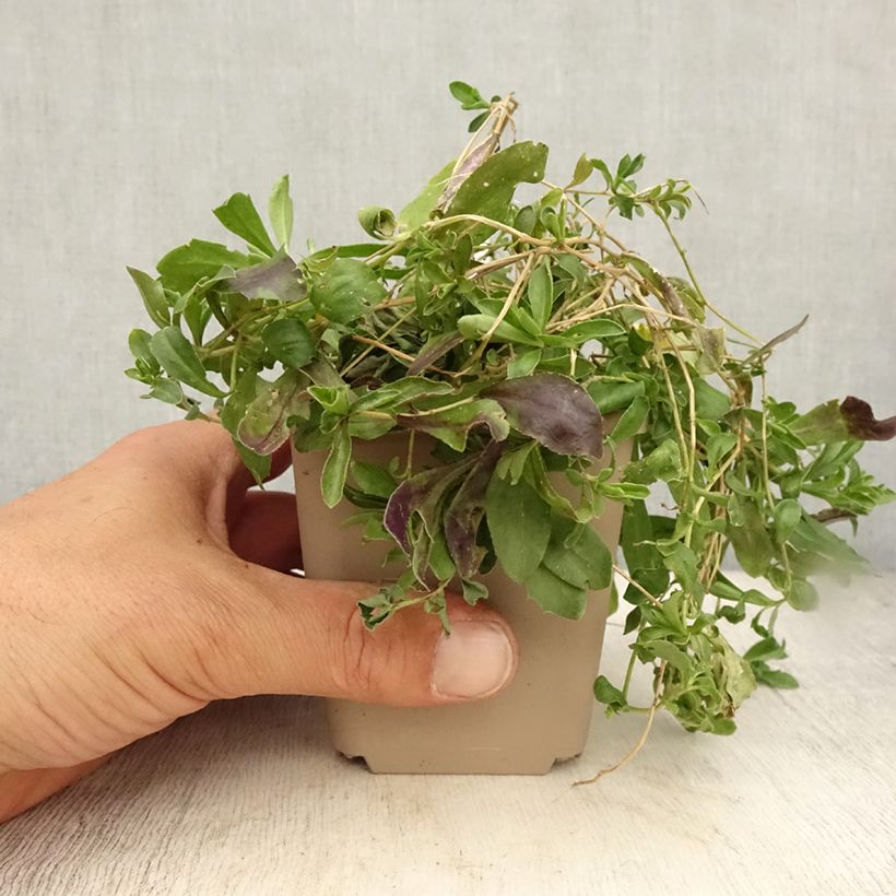 Esemplare di Arabis procurrens Neuschnee Vasetto da 8/9 cm consegnato in estate