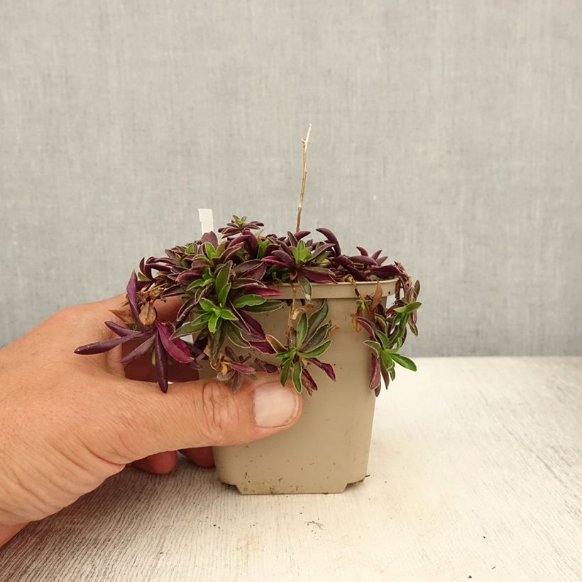 Esemplare di Arabis suendermannii Vasetto da 8/9 cm consegnato in estate
