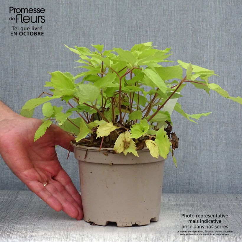 Esemplare di Aralia cordata Sun King - Udo Vaso da 2L/3L come consegnato in autunno