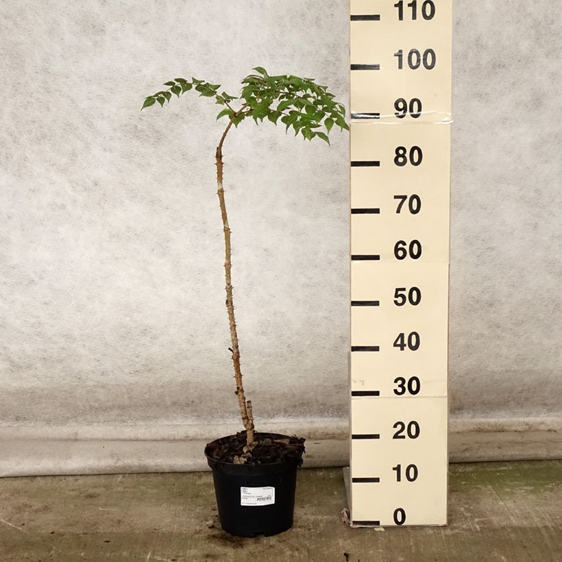 Esemplare di Aralia elata - Angelica del Giappone Vaso da 3L/4L come consegnato in autunno