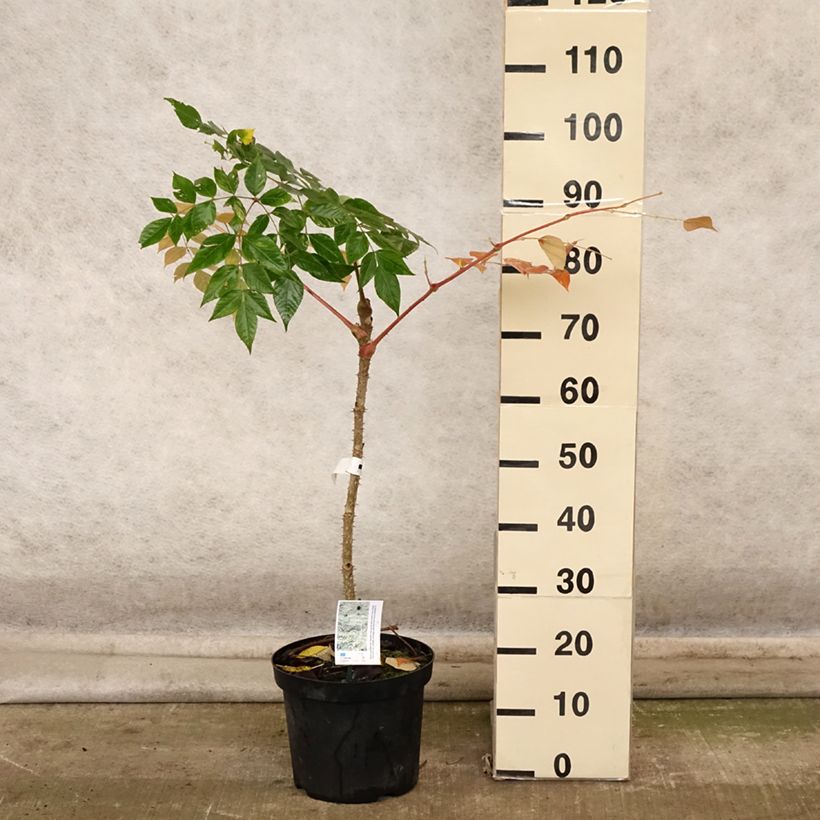 Esemplare di Aralia elata Golden Umbrella - Angelica del Giappone Vaso da 7,5L/10L come consegnato in autunno