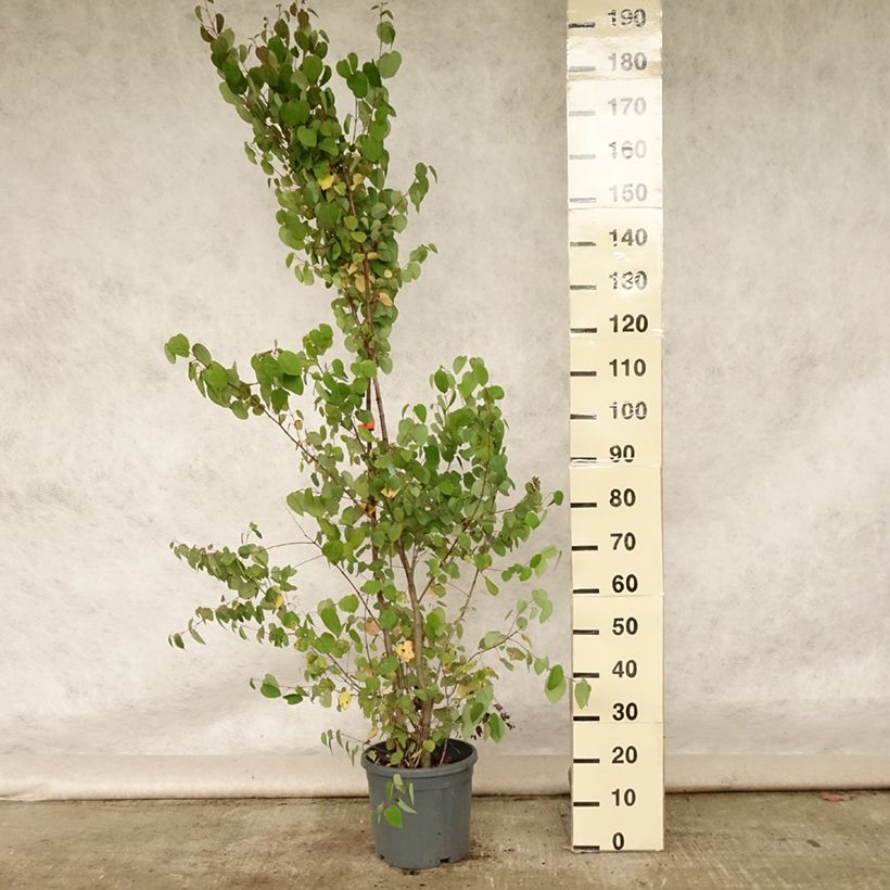 Esemplare di Cercidiphyllum japonicum - Albero del caramello Vaso da 7,5L/10L consegnato in estate