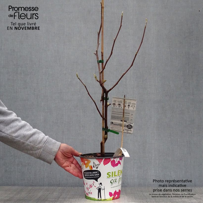 Esemplare di Magnolia acuminata Butterflies Vaso da 4L/5L come consegnato in autunno