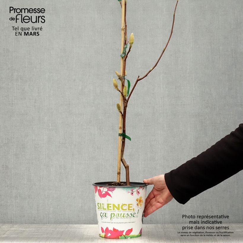 Magnolia acuminata Butterflies Vaso da 4L/5L esemplare consegnato in primavera