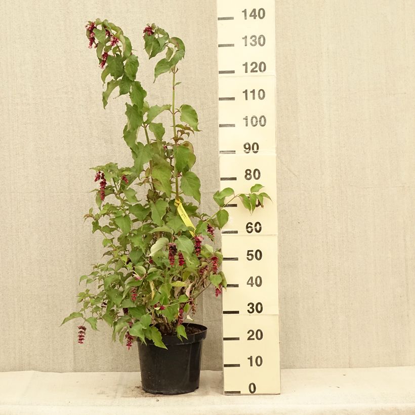 Esemplare di Leycesteria formosa Purple Rain Vaso da 7,5L/10L consegnato in estate