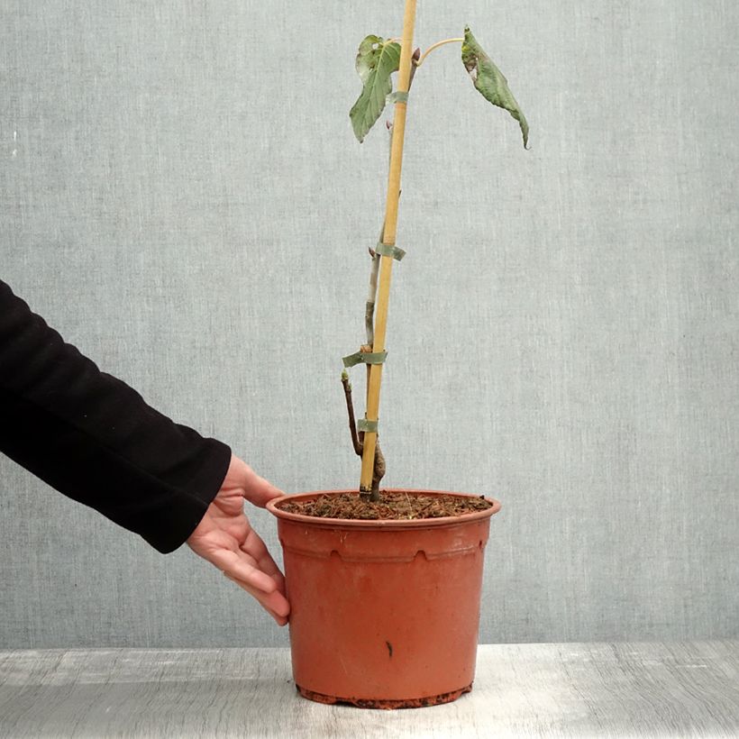 Esemplare di Davidia involucrata Sonoma - Albero dei fazzoletti Vaso da 3L/4L come consegnato in autunno