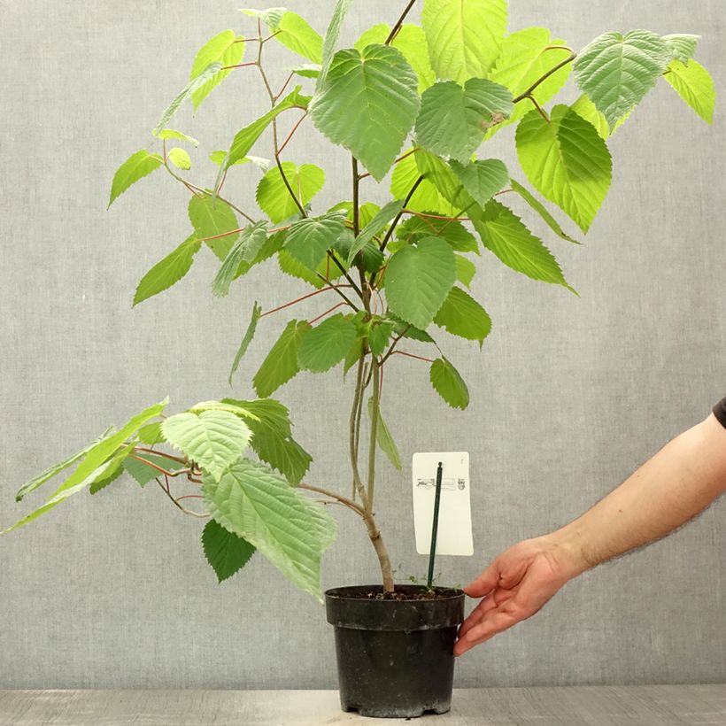 Esemplare di Davidia involucrata var. vilmoriniana - Albero dei fazzoletti Vaso da 3L/4L consegnato in estate