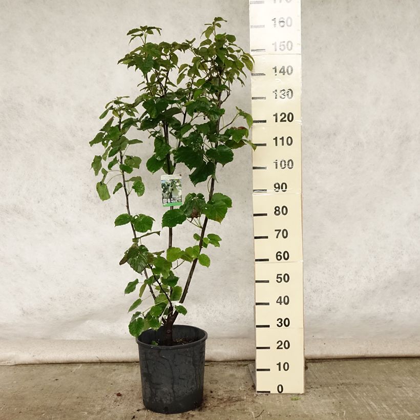Esemplare di Davidia involucrata var. vilmoriniana - Albero dei fazzoletti Vaso da 18L/20L consegnato in estate