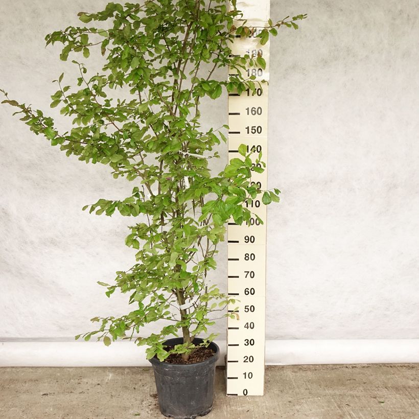 Esemplare di Parrotia persica - Albero pagoda Vaso da 30L/35L consegnato in estate