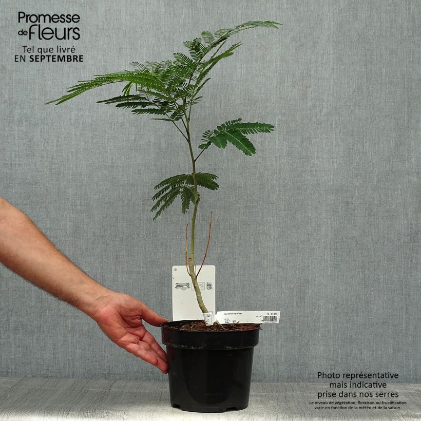 Esemplare di Albizia julibrissin Rouge de Tuilière - Acacia di Costantinopoli Vaso da 3L/4L come consegnato in autunno
