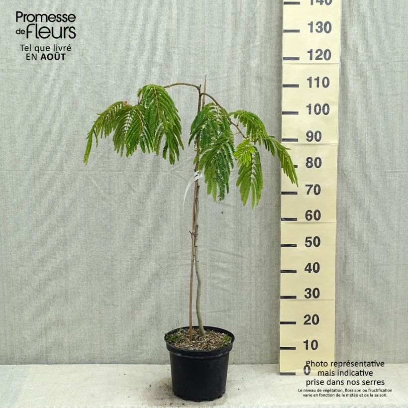 Esemplare di Albizia julibrissin Shidare - Acacia di Costantinopoli Vaso da 7,5L/10L consegnato in estate