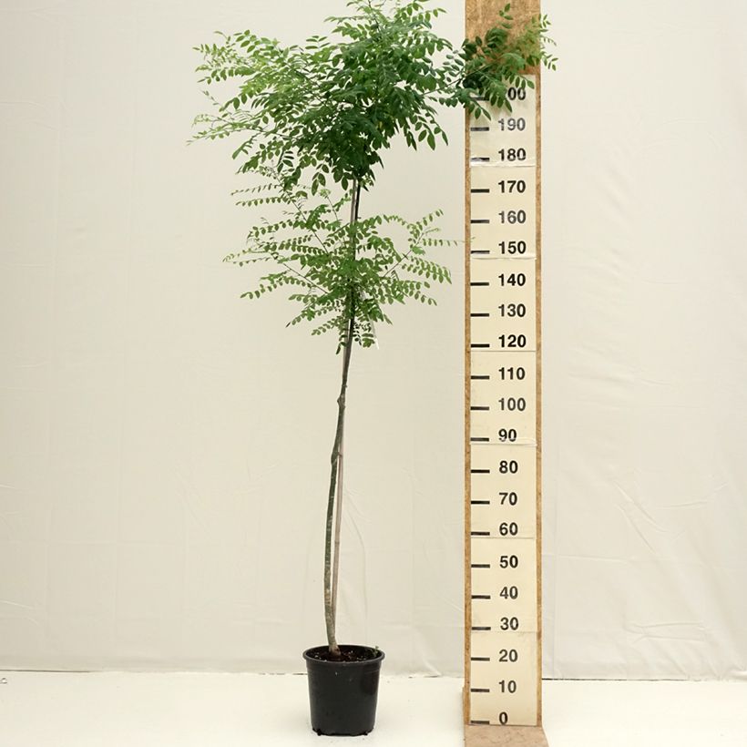 Sophora japonica - Sofora del Giappone Vaso da 7,5L/10L esemplare consegnato in primavera