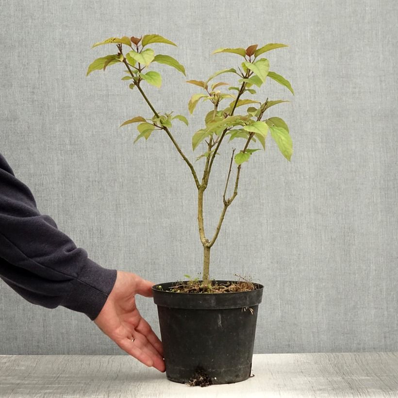 Esemplare di Clerodendro Fargesii - Clerodendrum trichotomum Vaso da 2L/3L consegnato in estate