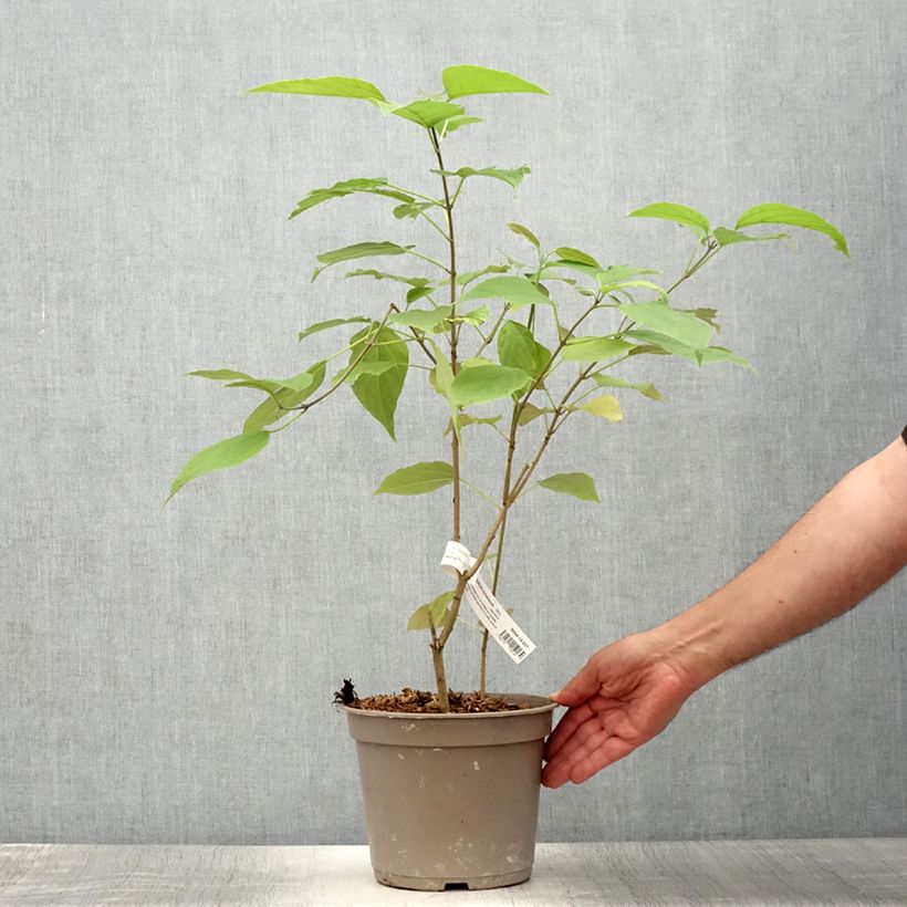 Esemplare di Clerodendro Fargesii - Clerodendrum trichotomum Vaso da 3L/4L consegnato in estate