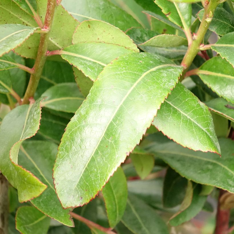 Arbutus unedo - Corbezzolo (Fogliame)