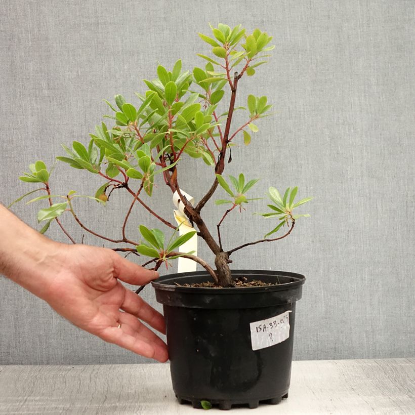 Esemplare di Arbutus unedo - Corbezzolo Vaso da 2L/3L consegnato in estate