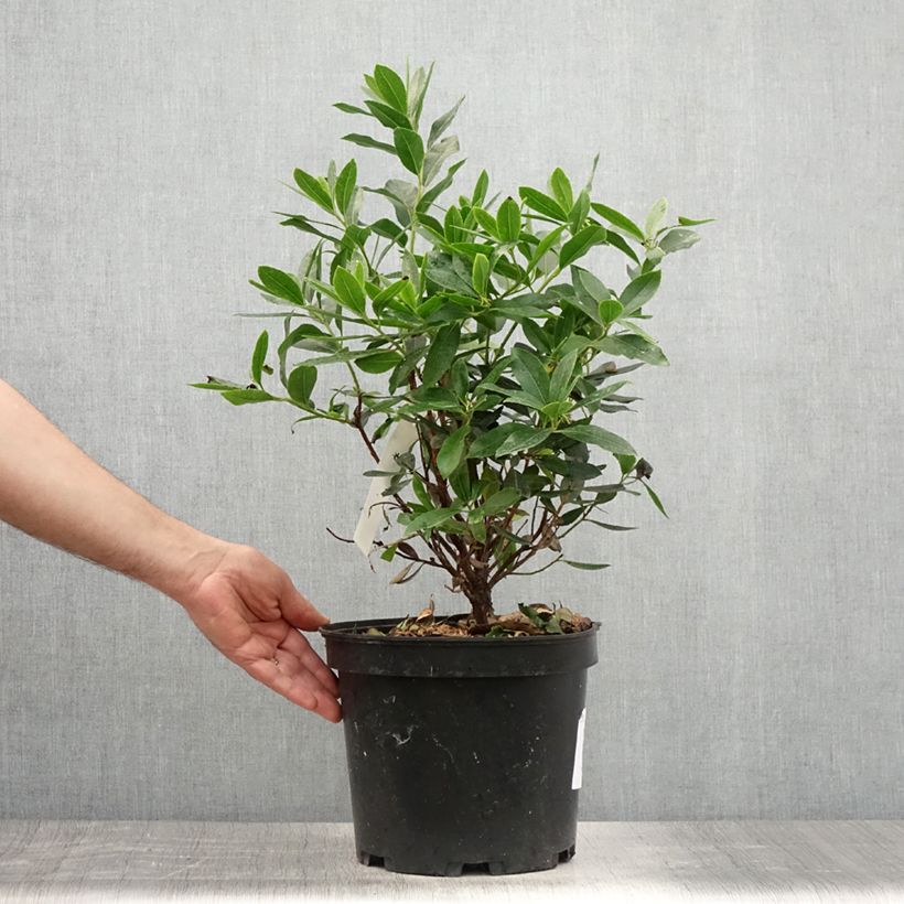 Esemplare di Arbutus unedo Compacta - Corbezzolo Vaso da 7,5L/10L consegnato in estate