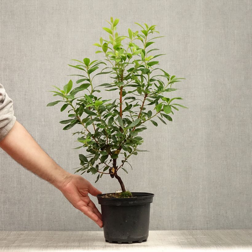 Esemplare di Arbutus unedo Compacta - Corbezzolo Vaso da 2L/3L consegnato in estate