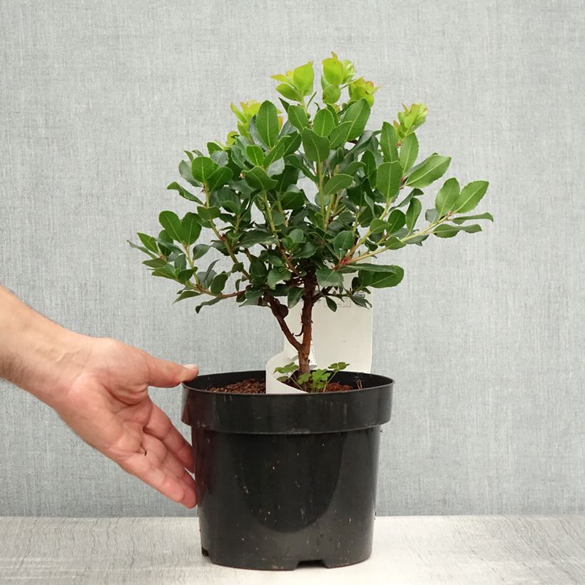 Esemplare di Arbutus unedo Rubra - Corbezzolo Vaso da 3L/4L consegnato in estate