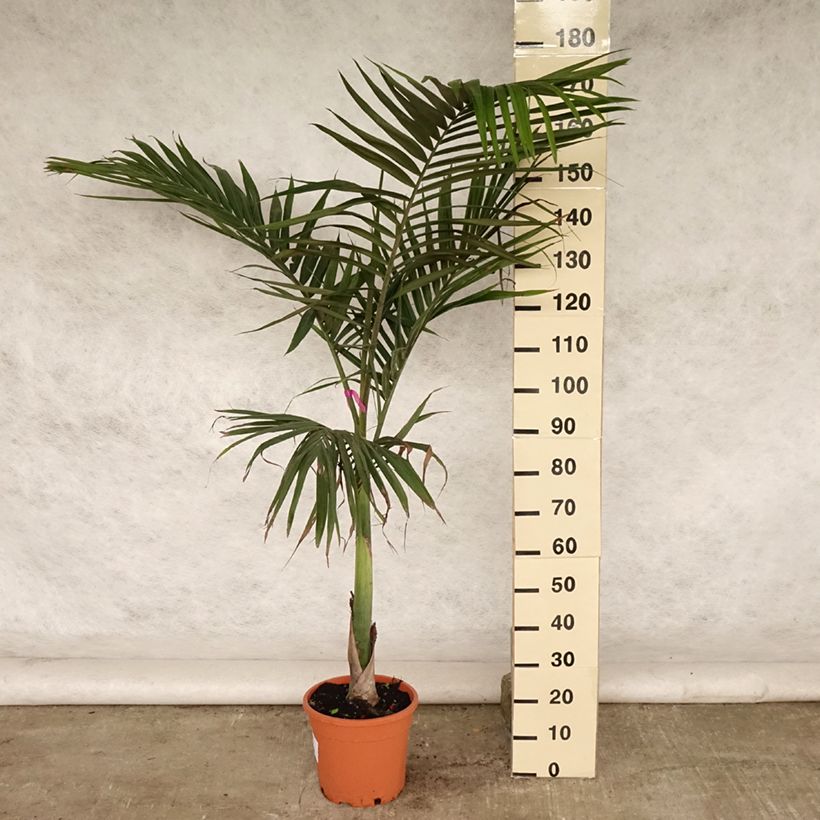 Esemplare di Archontophoenix alexandrae - Palma Vaso da 7,5L/10L consegnato in estate