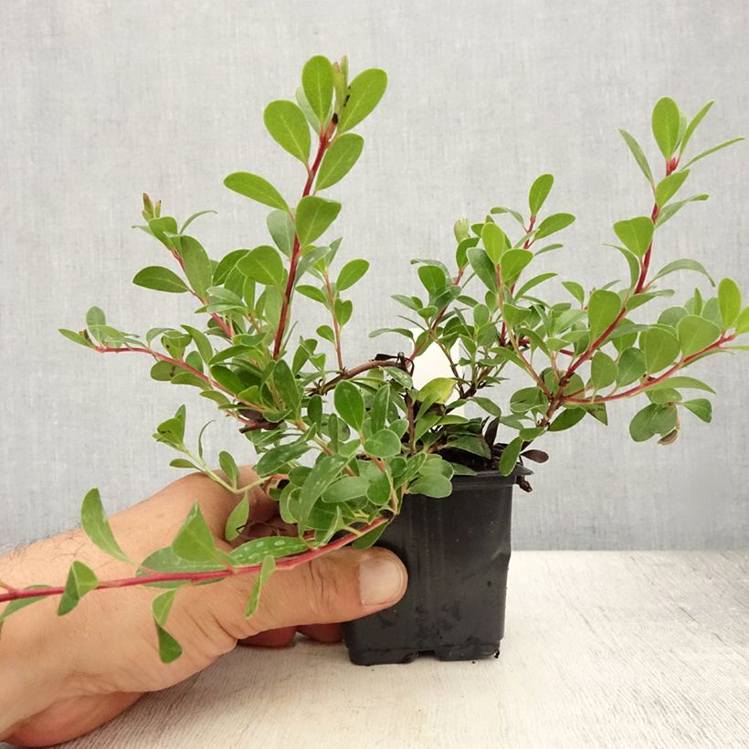 Esemplare di Arctostaphylos uva-ursi - Uva ursina Vasetto da 8/9 cm consegnato in estate