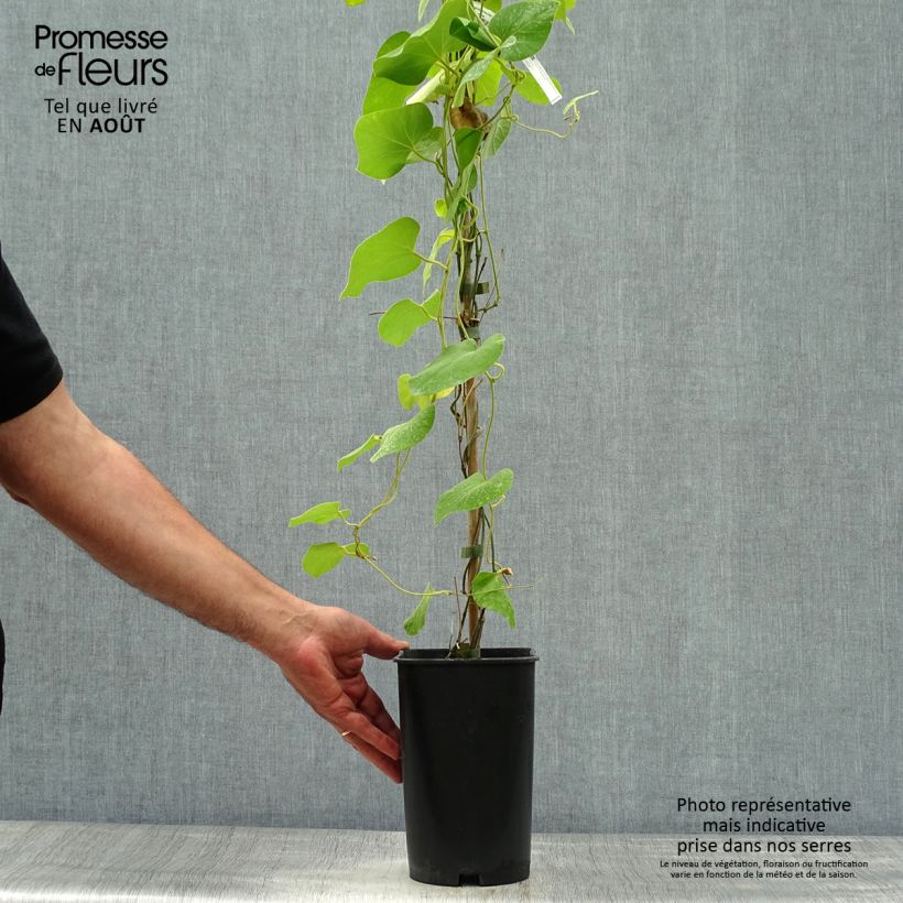 Esemplare di Aristolochia macrophylla Vaso da 3L/4L consegnato in estate