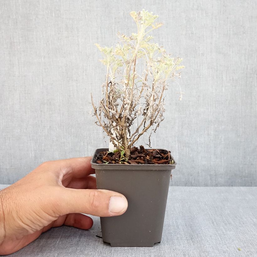 Esemplare di Artemisia arborescens Little Mice - Assenzio arbustivo Vasetto da 8/9 cm consegnato in estate