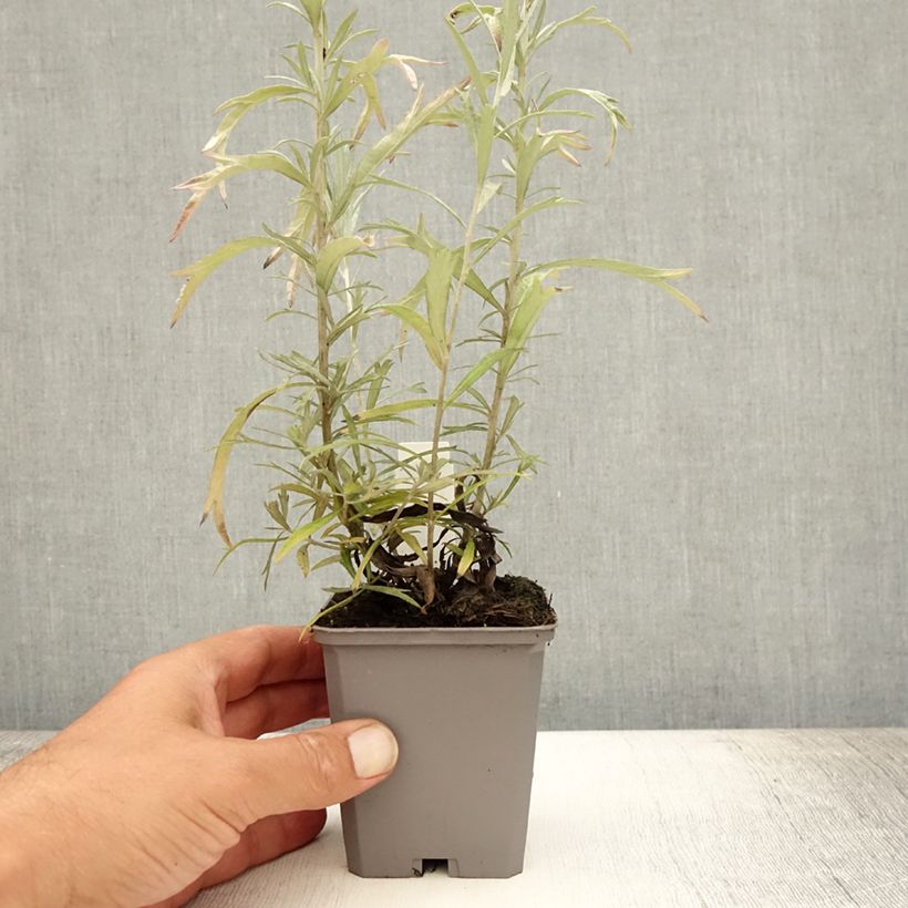 Esemplare di Artemisia ludoviciana Silver Queen Vasetto da 8/9 cm consegnato in estate
