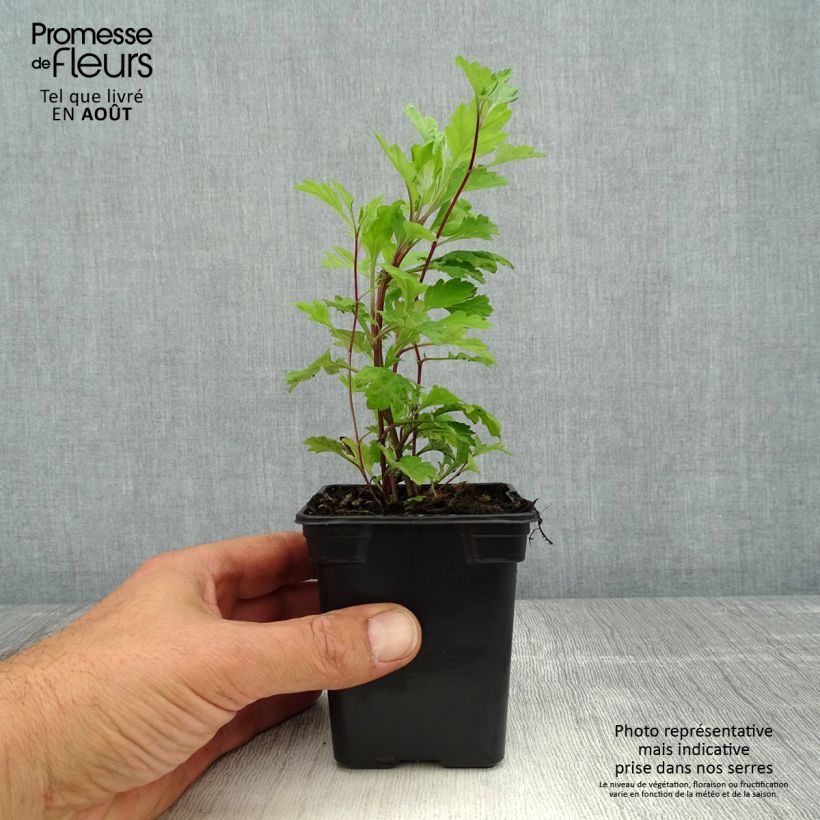 Esemplare di Artemisia comune Bio Vasetto da 7/8 cm consegnato in estate