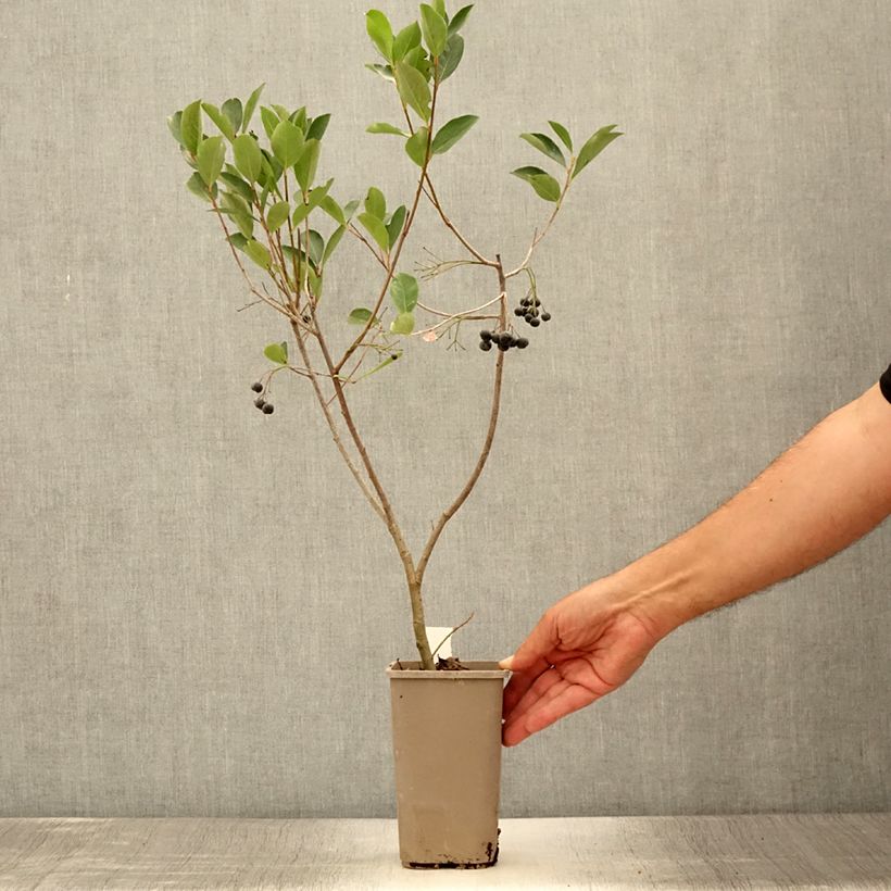 Esemplare di Aronia x prunifolia Lowberry Little Helpers - Aronia Vaso da 1,5L/2L consegnato in estate