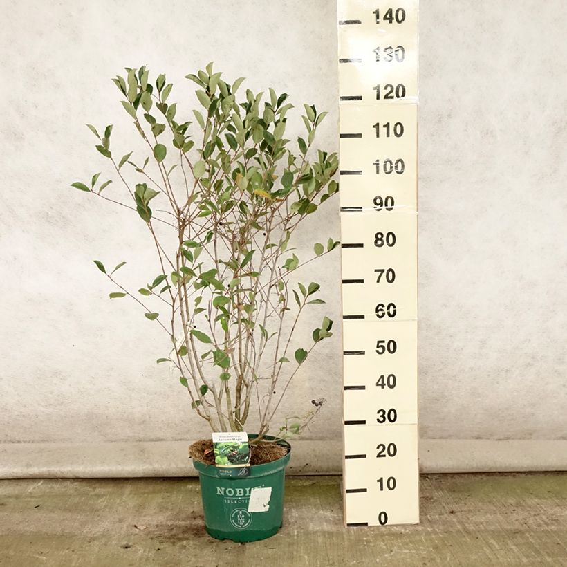 Esemplare di Aronia melanocarpa Autumn Magic - Aronia Vaso da 7,5L/10L consegnato in estate